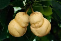Hoảng hồn với quả lê hình em bé sơ sinh