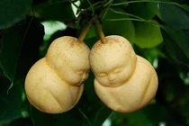 Hoảng hồn với quả lê hình em bé sơ sinh