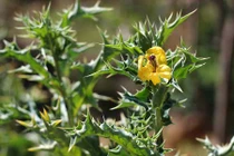 Sự thật về cây gai cua đẹp nhưng độc, có ở VN