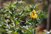 Sự thật về cây gai cua đẹp nhưng độc, có ở VN