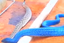 Kinh hãi xem rắn xanh ăn thịt rắn đuôi chuông