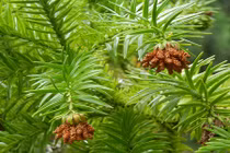 Khám phá ít ai ngờ về loài cây biểu tượng vùng cao phía Bắc 