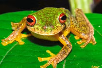 Cực choáng loại nấm “ác độc” giết chết động vật lưỡng cư 