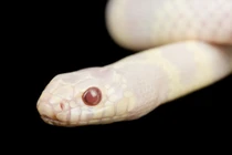 Cuộc xâm lược của rắn vua bạch tạng và các loài khác 