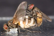 Kinh hoàng loài nấm tạo ra “tình dược”, biến ruồi thành thây ma