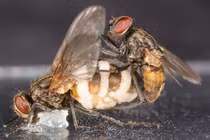 Kinh hoàng loài nấm tạo ra “tình dược”, biến ruồi thành thây ma