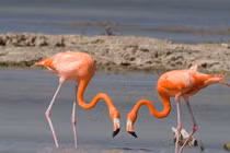 Sự thật thú vị quanh loài chim hồng hạc gây tò mò