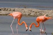 Sự thật thú vị quanh loài chim hồng hạc gây tò mò