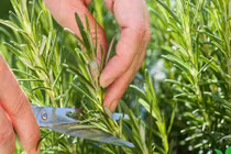 Khám phá thú vị về cây hương thảo quen thuộc ở VN