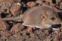 Chuột chù và những khám phá gây sửng sốt nhất 