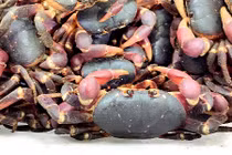 Loài cua sống trên rừng, “hot” của đảo Lý Sơn có gì thú vị?