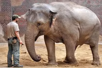 Ngóng chuyện sinh đẻ của nàng voi gốc Việt tên Hoa