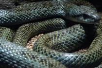 Rắn leo tường như ninja, được người Nhật yêu quý, tôn sùng