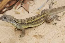 “Soi” loài bò sát “trinh nữ” bất cần con đực, chỉ có ở VN