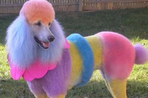 Khi cún yêu bị biến thành thảm họa 