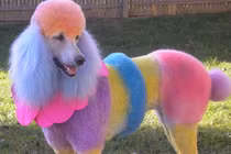 Khi cún yêu bị biến thành thảm họa 