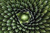 Khám phá sự đối xứng diệu kỳ trong thế giới thực vật 