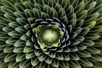 Khám phá sự đối xứng diệu kỳ trong thế giới thực vật 