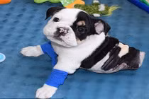 Nghị lực sống khó tin của chú chó 2 chân