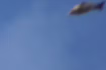 Bí ẩn vật thể lạ hình cá khổng lồ chao lượn bầu trời