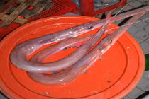 Loài cá lao miệng dài ngoằng ngoẵng, ai nhìn cũng hết hồn ở Việt Nam