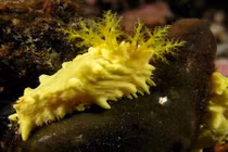 Tròn mắt xem các loài dưa chuột biển quái đản nhất 