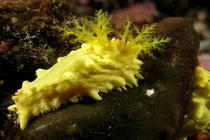 Tròn mắt xem các loài dưa chuột biển quái đản nhất 