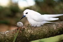 Điều bất ngờ về loài chim lười biếng nhất thế giới