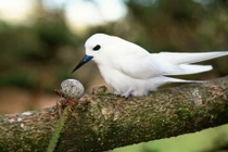 Điều bất ngờ về loài chim lười biếng nhất thế giới