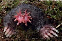 Rợn tóc gáy 5 loài vật có ngoại hình của...quỷ