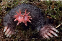 Rợn tóc gáy 5 loài vật có ngoại hình của...quỷ