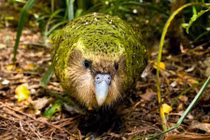 Giống vẹt đẹp sặc sỡ nhưng kém thông minh nhất hành tinh