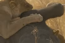 Khủng khiếp cảnh bầy sư tử ăn sống voi con