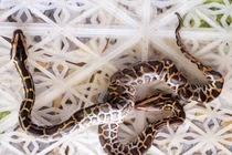 Trăn 2 đầu, trâu 3 sừng hoá ra không hiếm ở Việt Nam