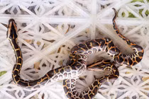 Trăn 2 đầu, trâu 3 sừng hoá ra không hiếm ở Việt Nam