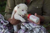 Sư tử trắng siêu hiếm bất ngờ chào đời ở vườn thú Tây Ban Nha