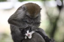 Kỳ lạ: Khỉ mẹ chăm sóc mèo như con đẻ của mình