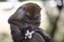 Kỳ lạ: Khỉ mẹ chăm sóc mèo như con đẻ của mình