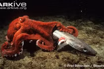 Khám phá nổi da gà về bạch tuộc khổng lồ 