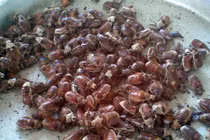 Khám phá kỳ thú về con bọ rầy “hảo hạng” của An Giang