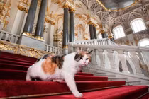 Kỳ lạ bảo tàng thuê “bảo vệ mèo” để trông giữ báu vật 