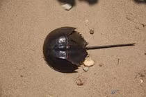 Cận cảnh loài so biển độc ngang cá nóc, nhiều người ăn nhầm