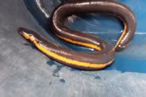 Khám phá về loài ếch giun kỳ quái của Việt Nam