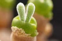 Loài cây thú vị mang hình dáng tai thỏ, nhỏ nhắn đáng yêu