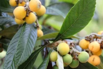 Khám phá về cây tỳ bà, đặc sản Lào Cai, Lạng Sơn