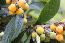 Khám phá về cây tỳ bà, đặc sản Lào Cai, Lạng Sơn