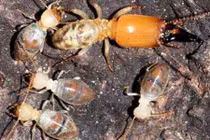 Loài mối “xả thân vì nghĩa lớn” để chống lại kẻ thù 