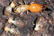 Loài mối “xả thân vì nghĩa lớn” để chống lại kẻ thù 