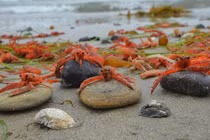 Bãi biển kỳ lạ toàn cua đỏ au đổ bộ 