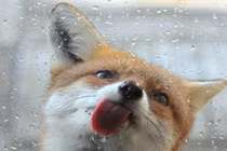 Chết mê với bộ ảnh cáo con cực yêu 